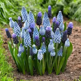 Інтернет магазин цибулин та саджанців квітів Matla Flowers — фото 3