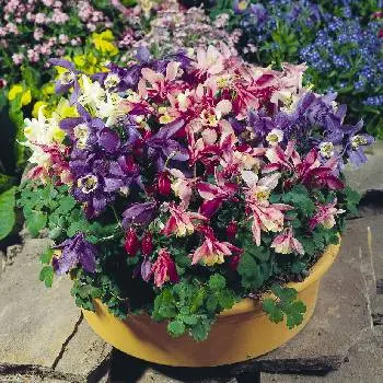 Інтернет магазин цибулин та саджанців квітів Matla Flowers — фото 4