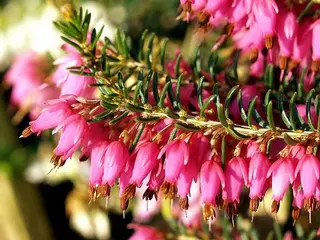 Інтернет магазин цибулин та саджанців квітів Matla Flowers — фото 5