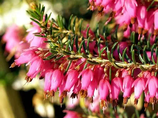 Інтернет магазин цибулин та саджанців квітів Matla Flowers — фото 5