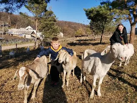 Ферма Веселі козенята — фото 3