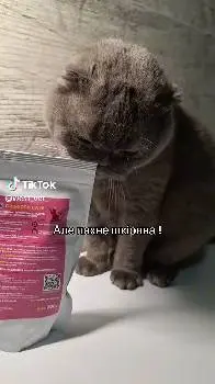 Клуб котів "Селіна" WCF cat club — фото 2