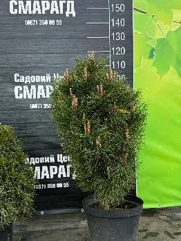 Садовий центр Смарагд — фото