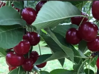 Качунь Ю.Б. СПД (саженцы плодовых и ягодных культур) — фото
