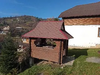 Арніка Карпатська — фото