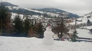 Арніка Карпатська — фото 2