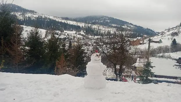 Арніка Карпатська — фото 2