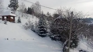 Арніка Карпатська — фото 5