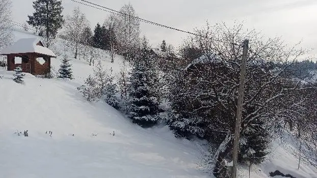 Арніка Карпатська — фото 5