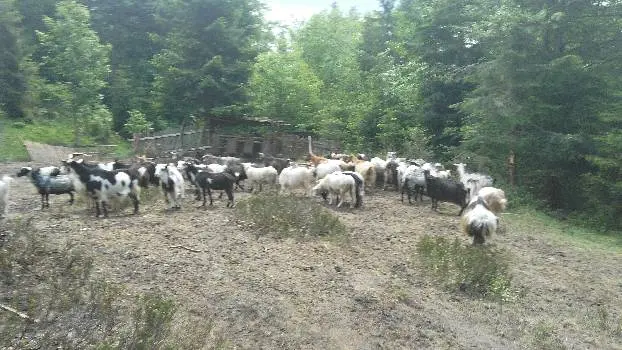Котедж з чаном — фото 5