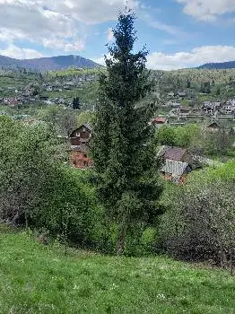 Карпатський куточок — фото 3