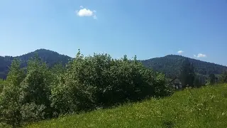 Гірська лілія — фото 4