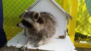Дім Єнотів Львів (Raccoon's house) — фото