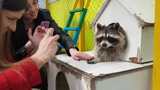 Дім Єнотів Львів (Raccoon's house) — фото 2