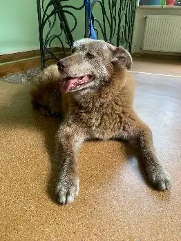 ветеринарна клініка Hard Vet — фото 3