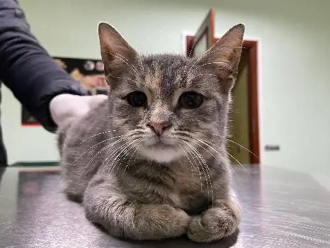 ветеринарна клініка Hard Vet — фото 4