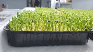 Мікрозелень Microgreen — фото