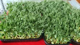Мікрозелень Microgreen — фото 2