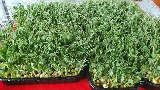 Мікрозелень Microgreen — фото 2
