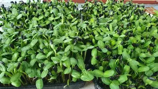 Мікрозелень Microgreen — фото 3