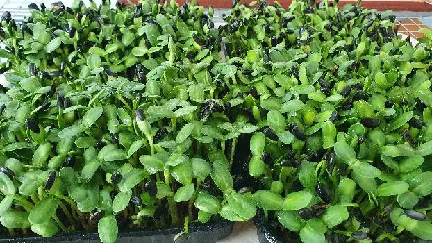 Мікрозелень Microgreen — фото 3