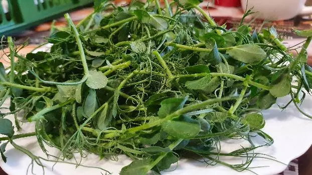 Мікрозелень Microgreen — фото 4