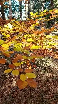 Лікувальний масаж, Вісцеральний масаж живота. Майстер Юрій Гончар — фото 2