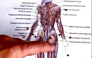 Nazar_Massage&Herbs ( Масаж Львів) — фото 5