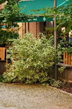 Green Garden — фото 4