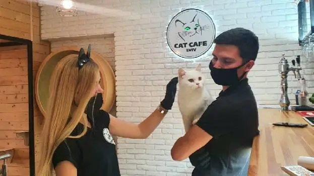 Cat Cafe — фото 3