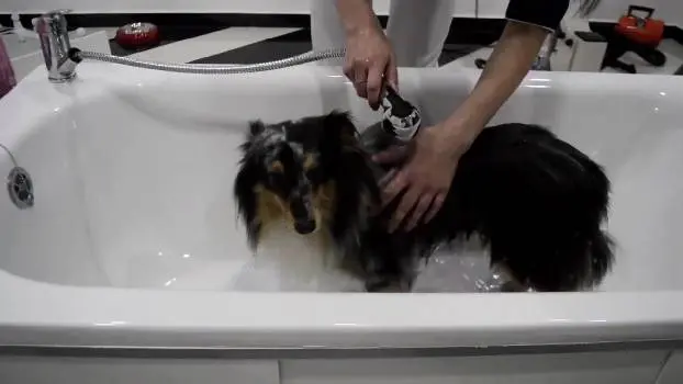 BonBon DOG SPA — фото 2