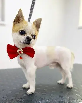 BonBon DOG SPA — фото 3