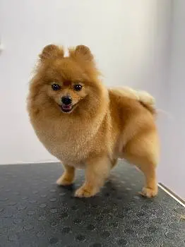 BonBon DOG SPA — фото 4