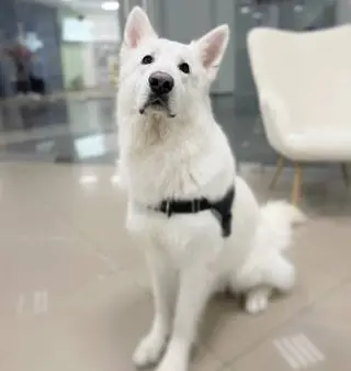 BonBon DOG SPA мережа грумінг салонів — фото 2