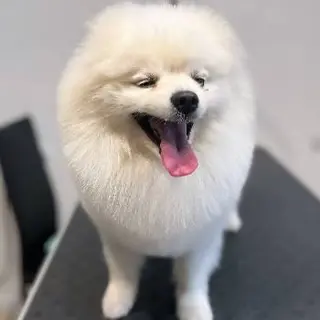 BonBon DOG SPA мережа грумінг салонів — фото 3