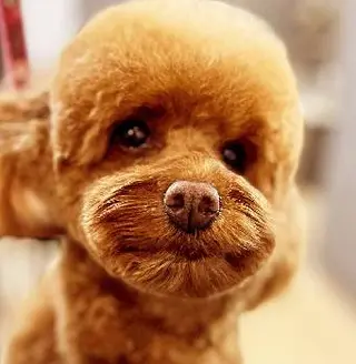 BonBon DOG SPA мережа грумінг салонів — фото 4