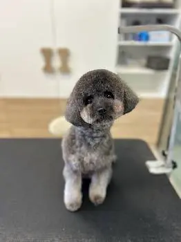 Mr Snoopy грумінг та школа грумінгу — фото 4