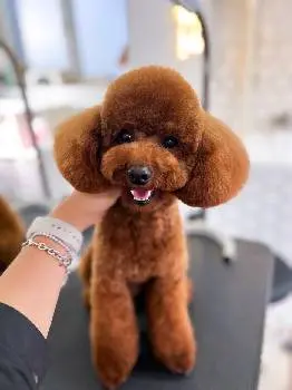 Грумінг салон "Charlie&Woof" — фото 3