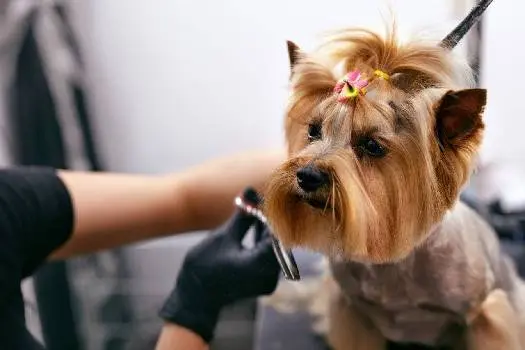 Mr. Snoopy grooming & boutique — фото 4