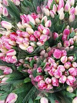 Квіткова крамниця Flowers Lviv Irena — фото 3