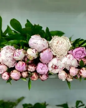 Raiflora — фото 5