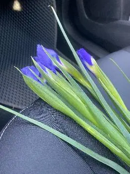 Troyanda Flowers Магазин квітів — фото 5