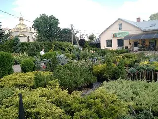 Розсадник рослин / Садовий центр "Декоративні рослини" — фото 4