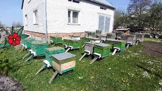 Мед з власної пасіки — фото
