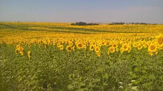 Мед з власної пасіки — фото 3