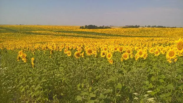 Мед з власної пасіки — фото 3